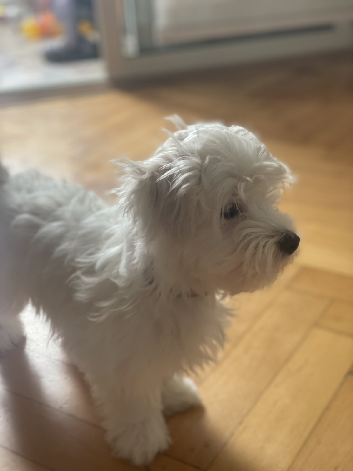 Малтезери машки