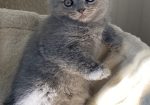 British shorthair