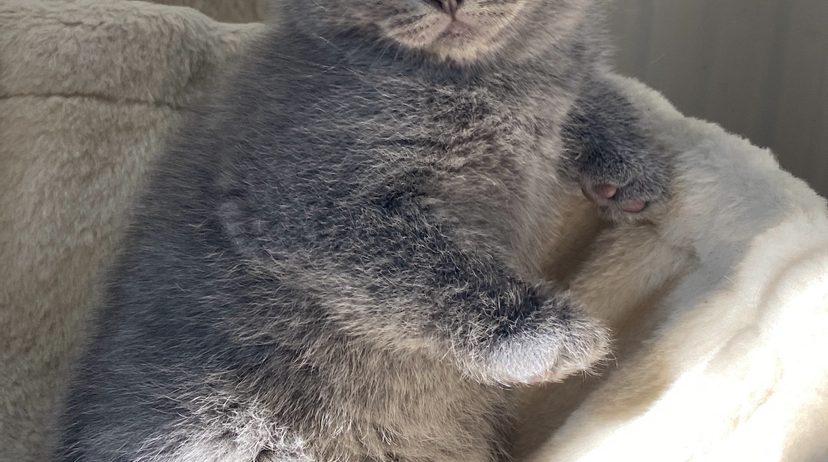 British shorthair