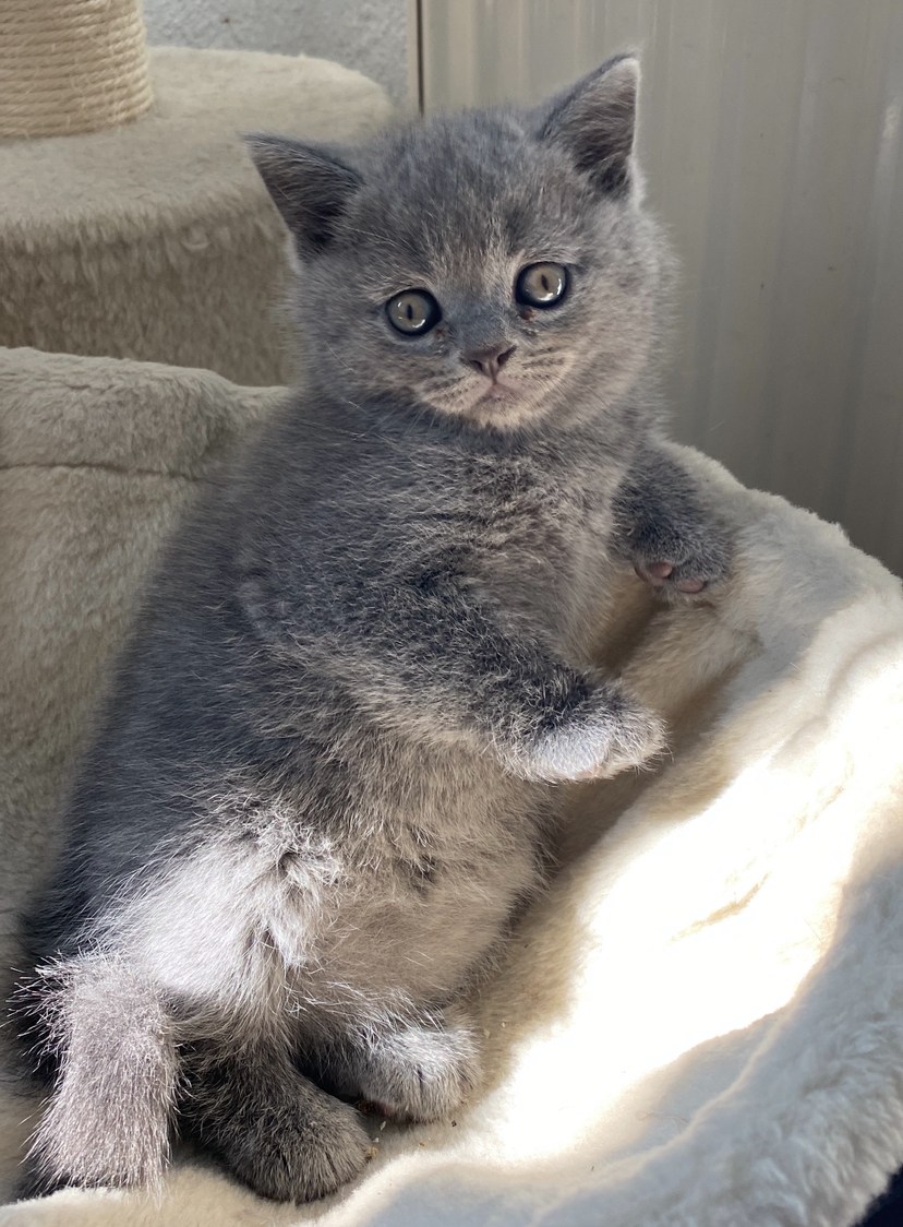 British shorthair