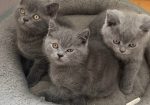 British shorthair