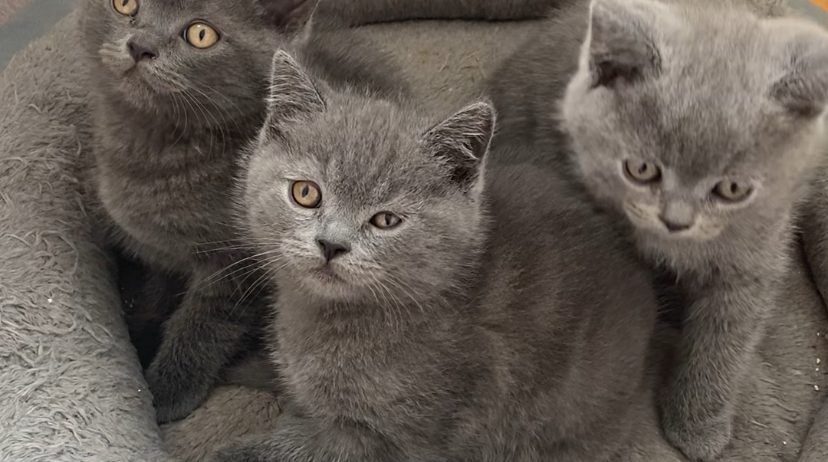 British shorthair
