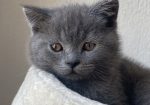 British shorthair