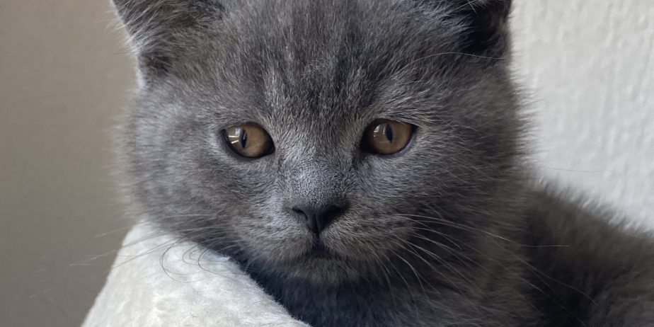 British shorthair