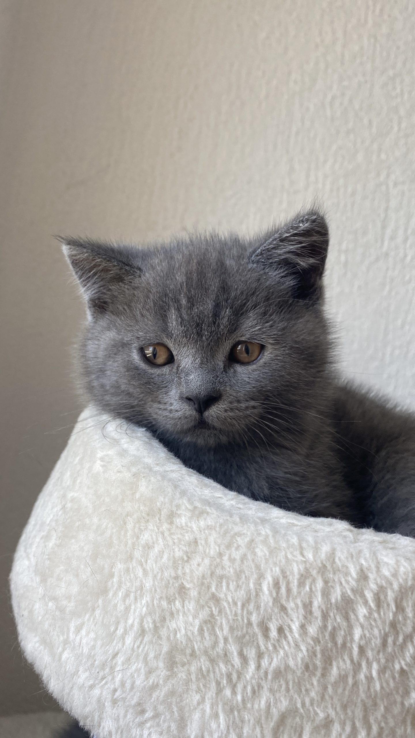 British shorthair