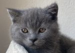 British shorthair