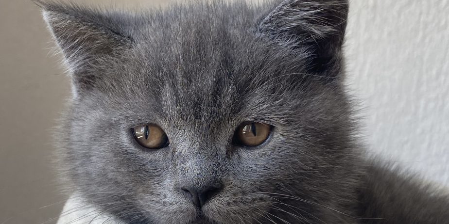 British shorthair