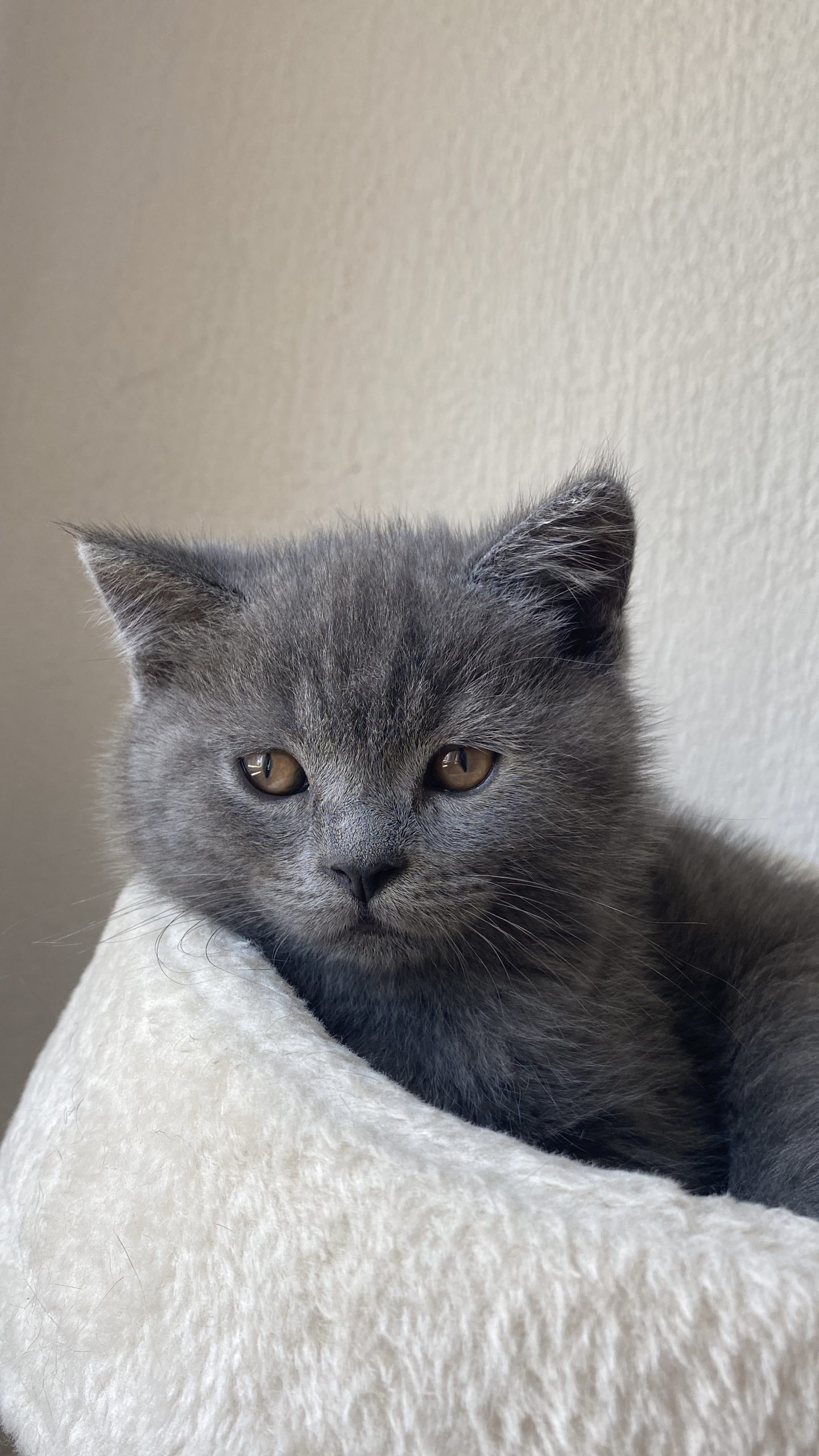 British shorthair