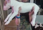 Se prodavaat kuchinja od rasata BULL TERRIER