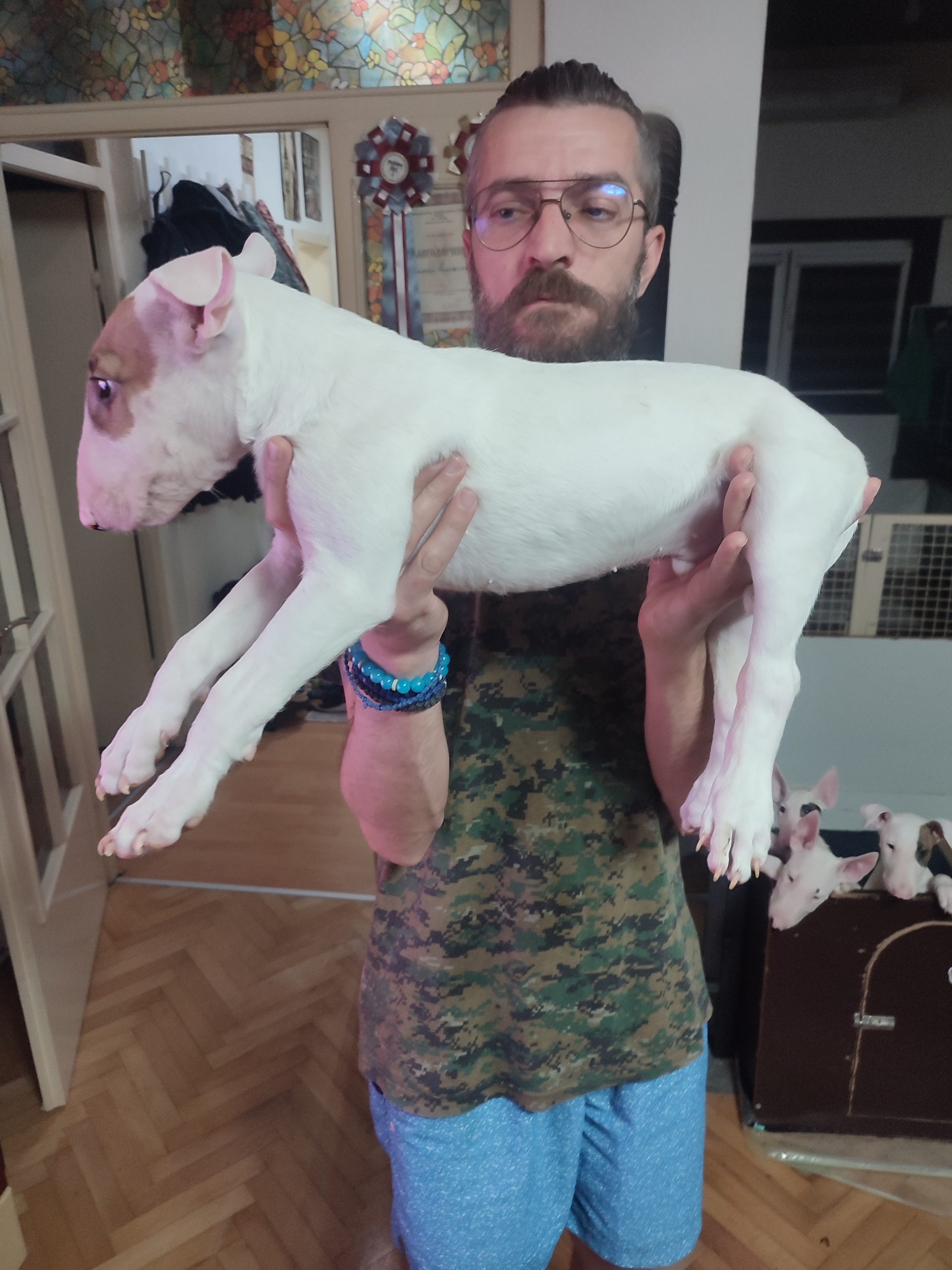 Se prodavaat kuchinja od rasata BULL TERRIER