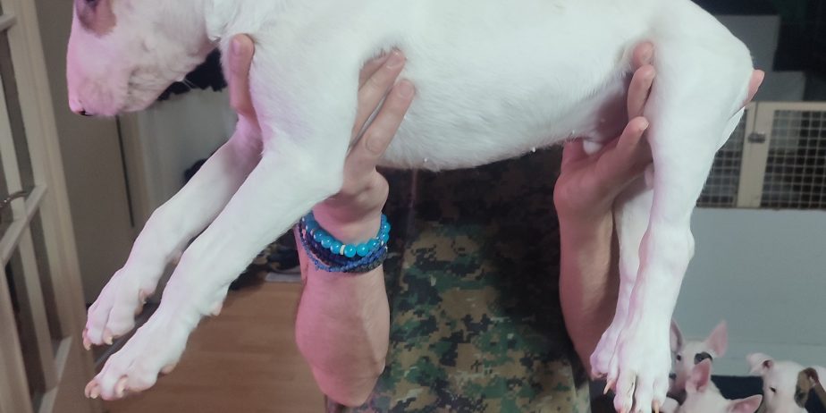 Se prodavaat kuchinja od rasata BULL TERRIER