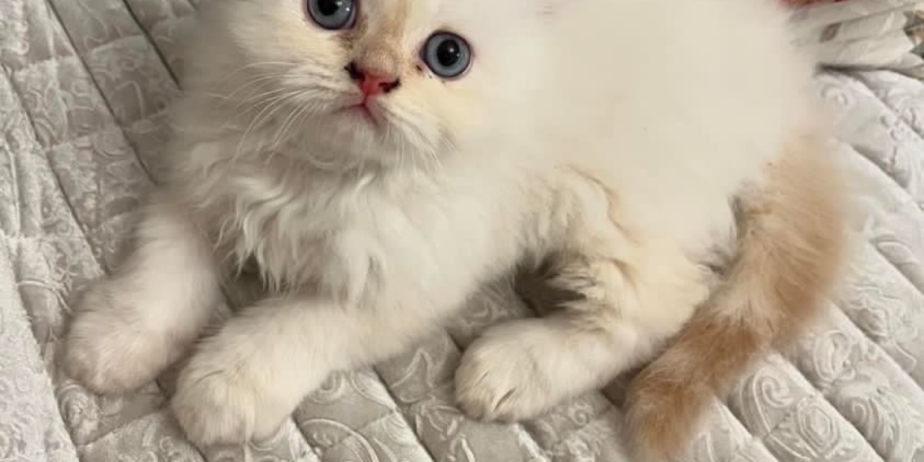 Персиски мачиња❤️