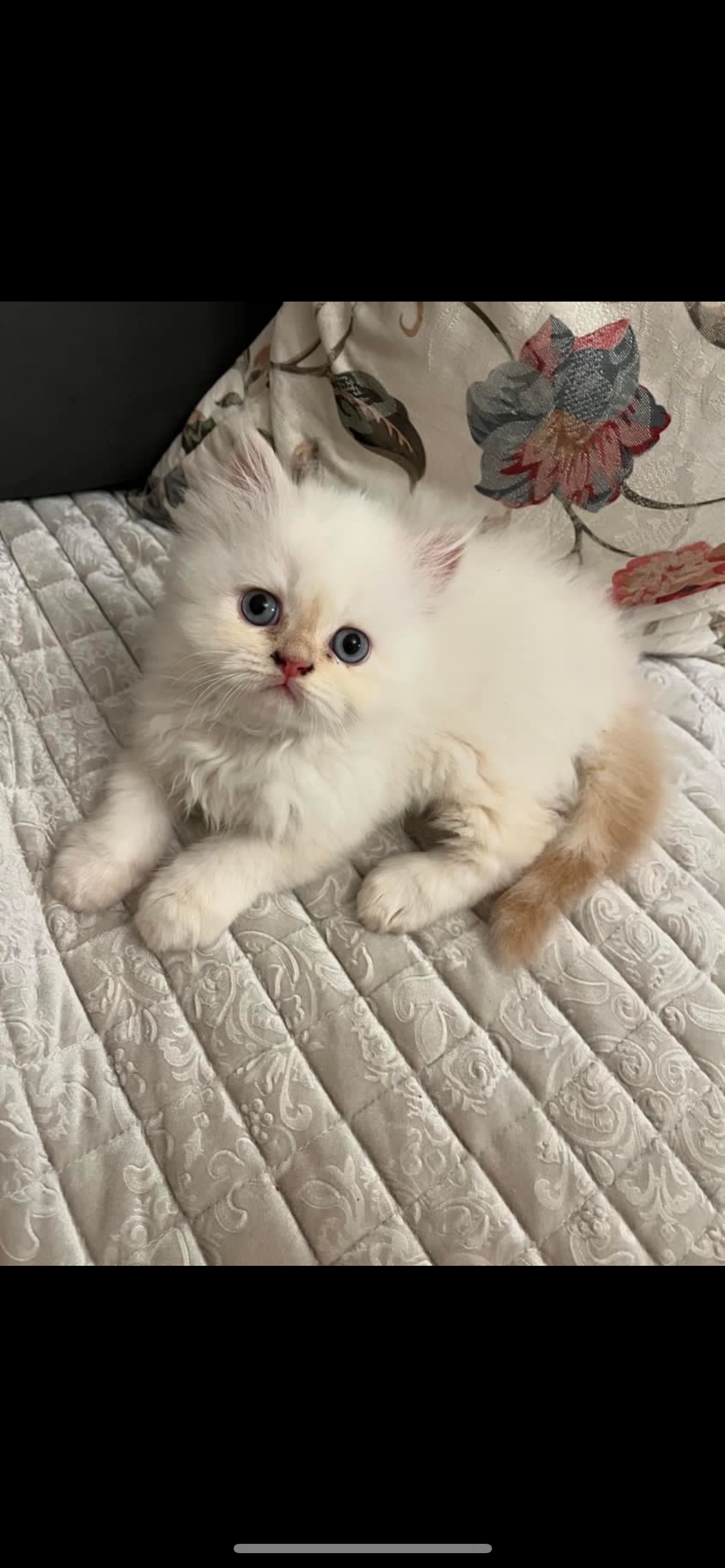 Персиски мачиња❤️