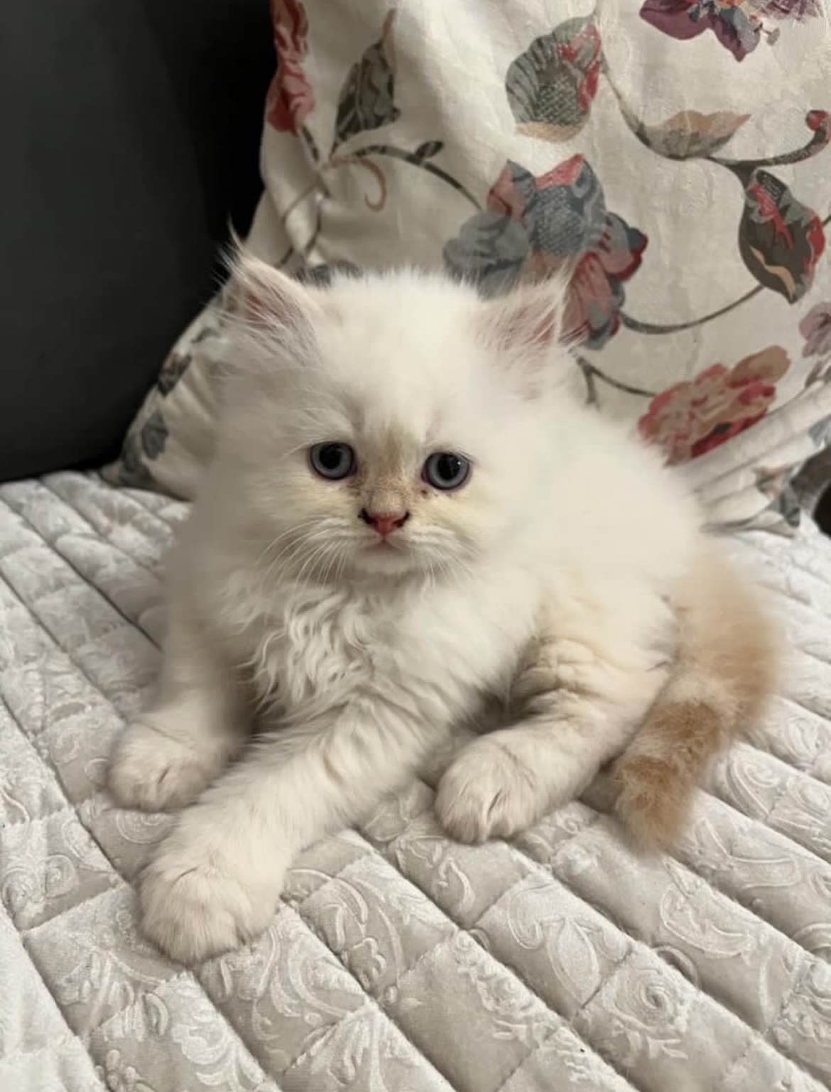 Персиски мачиња❤️