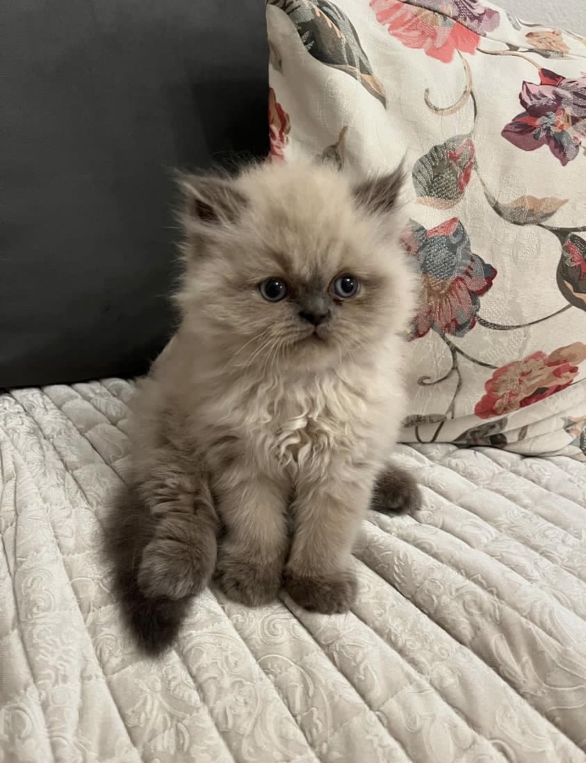 Персиски мачиња❤️