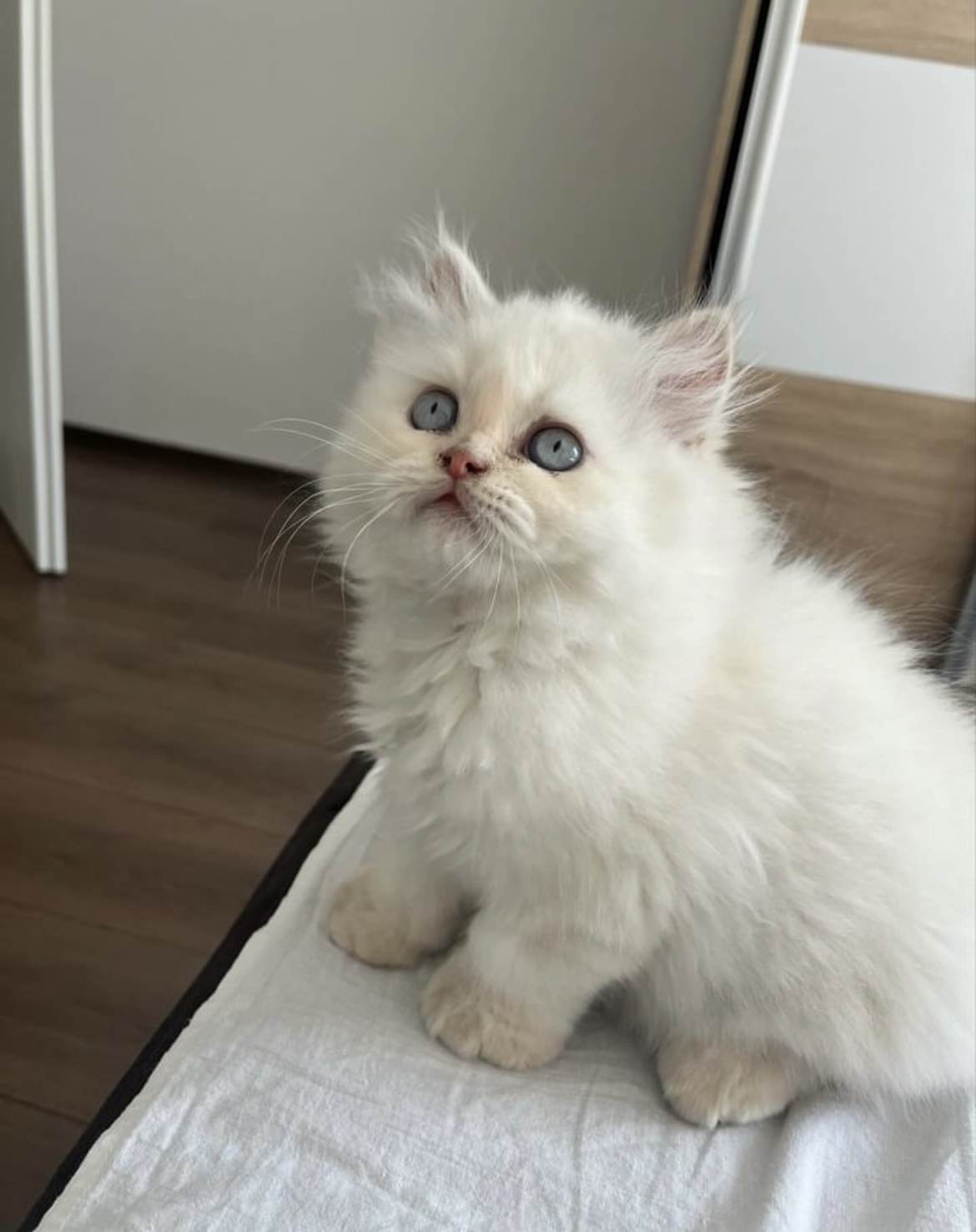 Персиски мачиња❤️