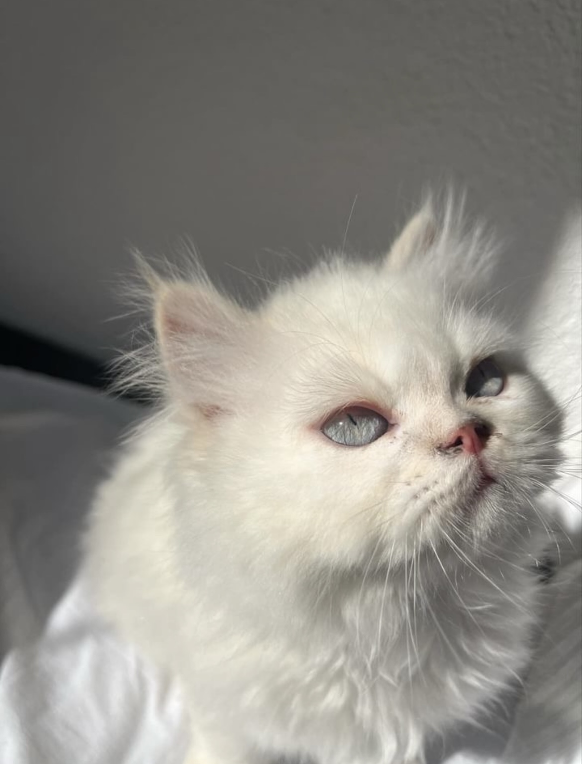 Персиски мачиња❤️