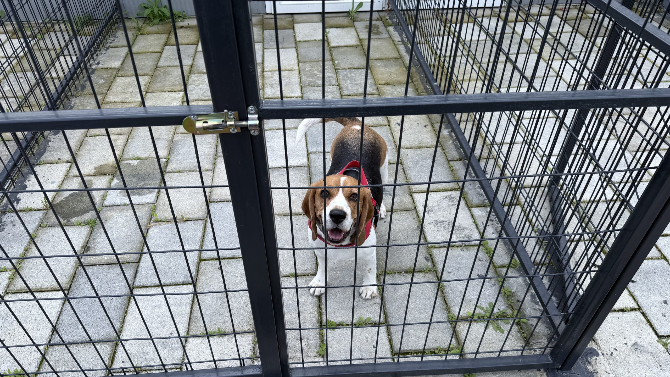 Дневен престој и хотел за кучиња