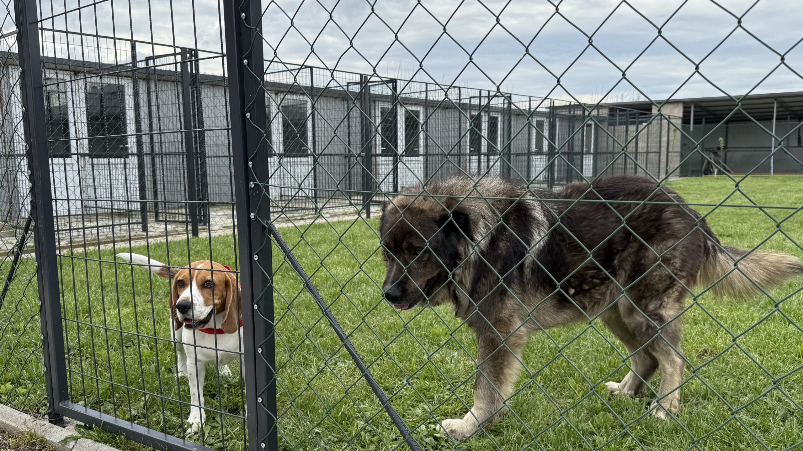 Дневен престој и хотел за кучиња