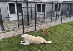 Дневен престој и хотел за кучиња