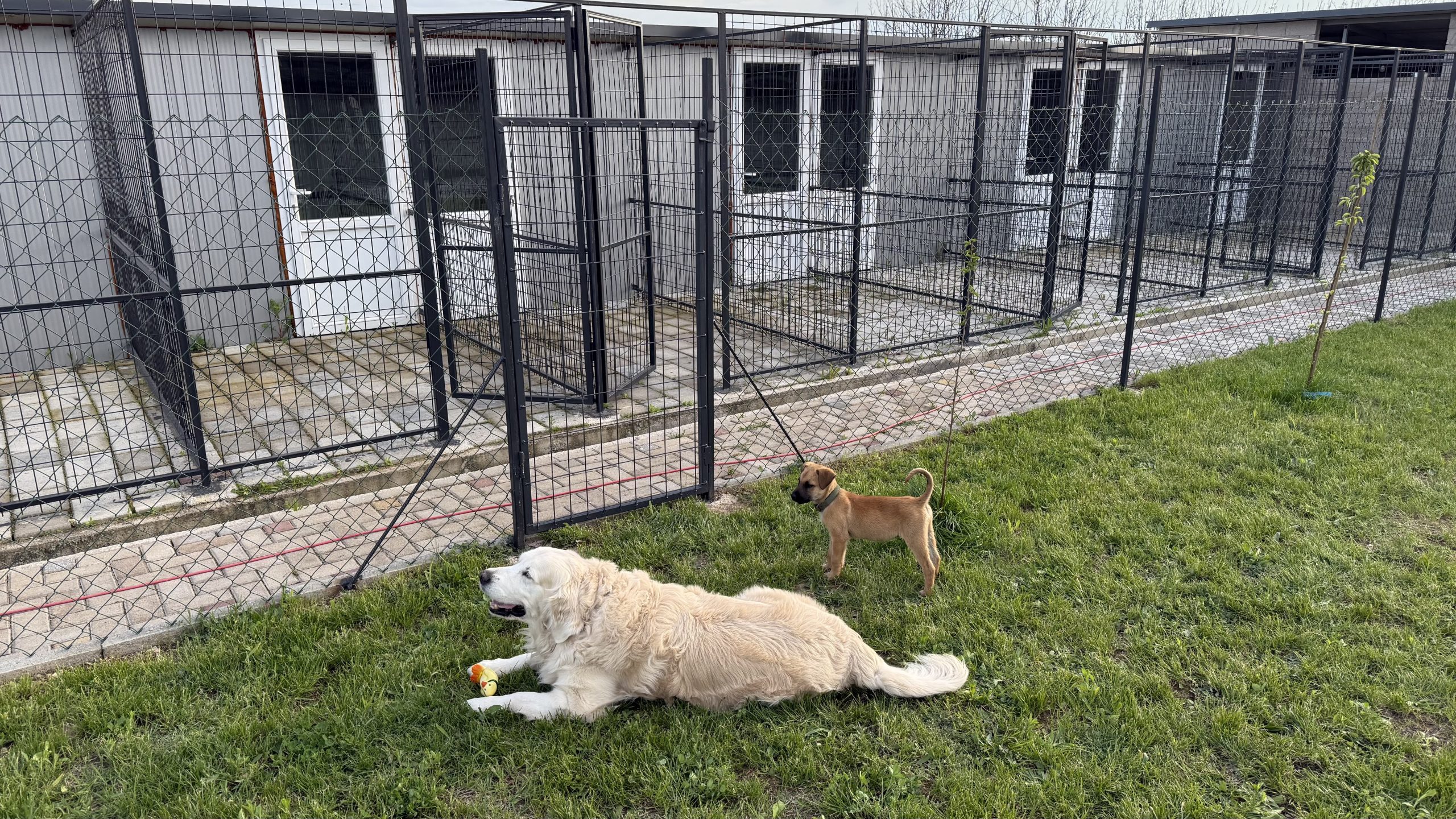 Дневен престој и хотел за кучиња