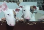Se prodavaat kuchinja od rasata BULL TERRIER