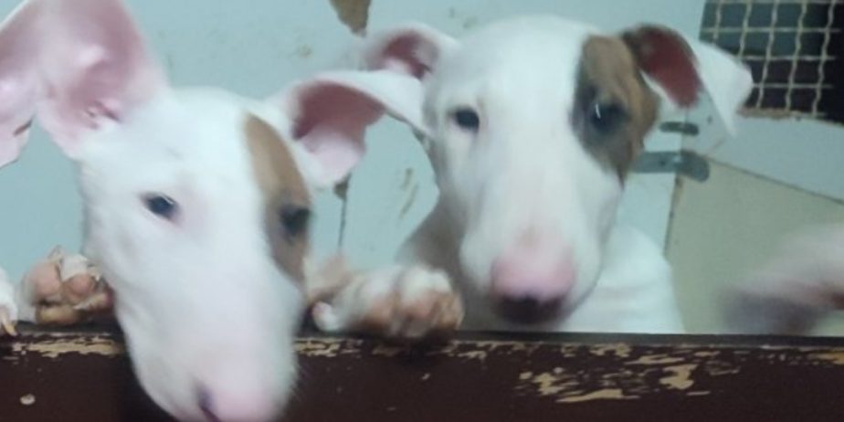 Se prodavaat kuchinja od rasata BULL TERRIER