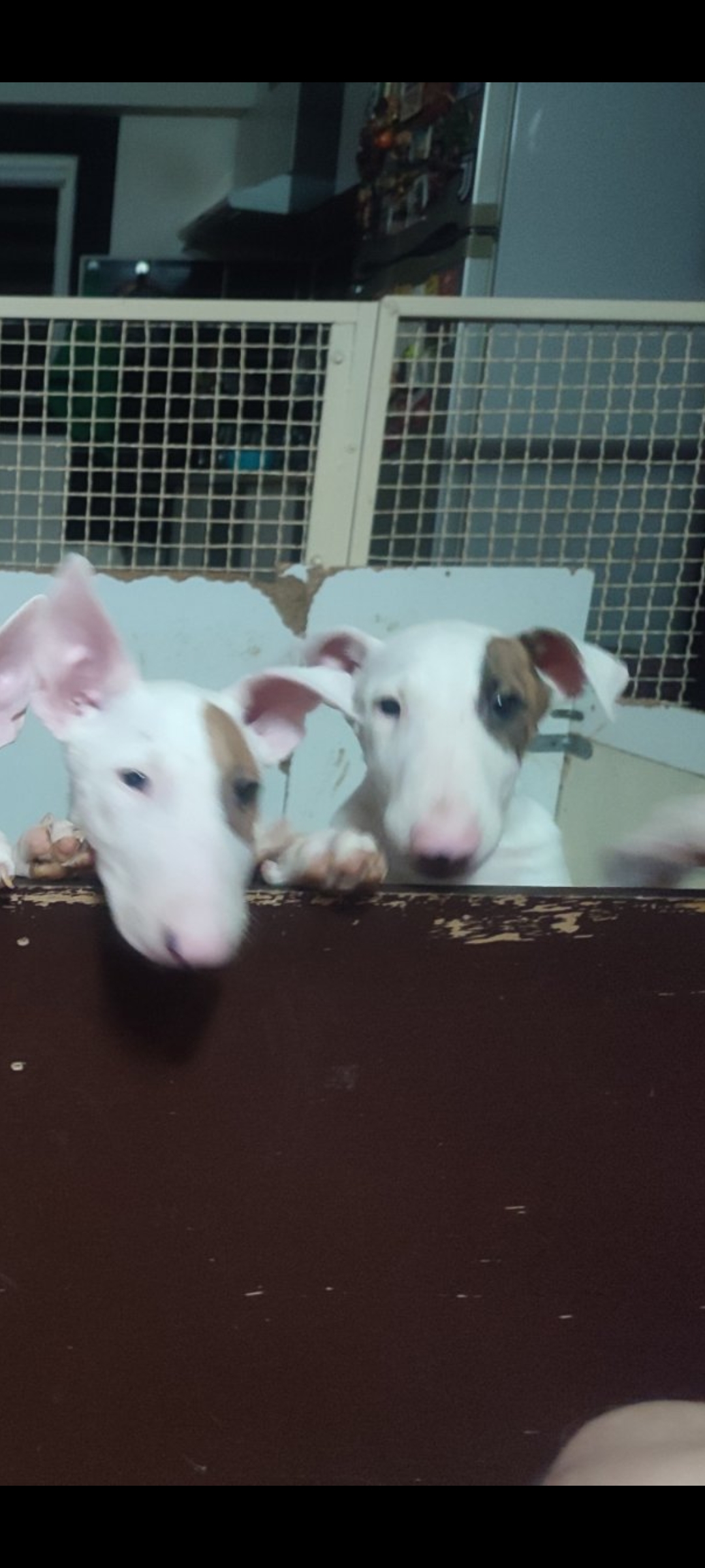 Se prodavaat kuchinja od rasata BULL TERRIER