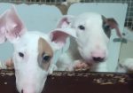 Se prodavaat kuchinja od rasata BULL TERRIER