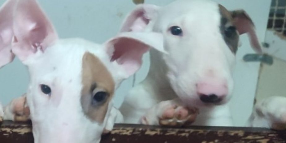 Se prodavaat kuchinja od rasata BULL TERRIER
