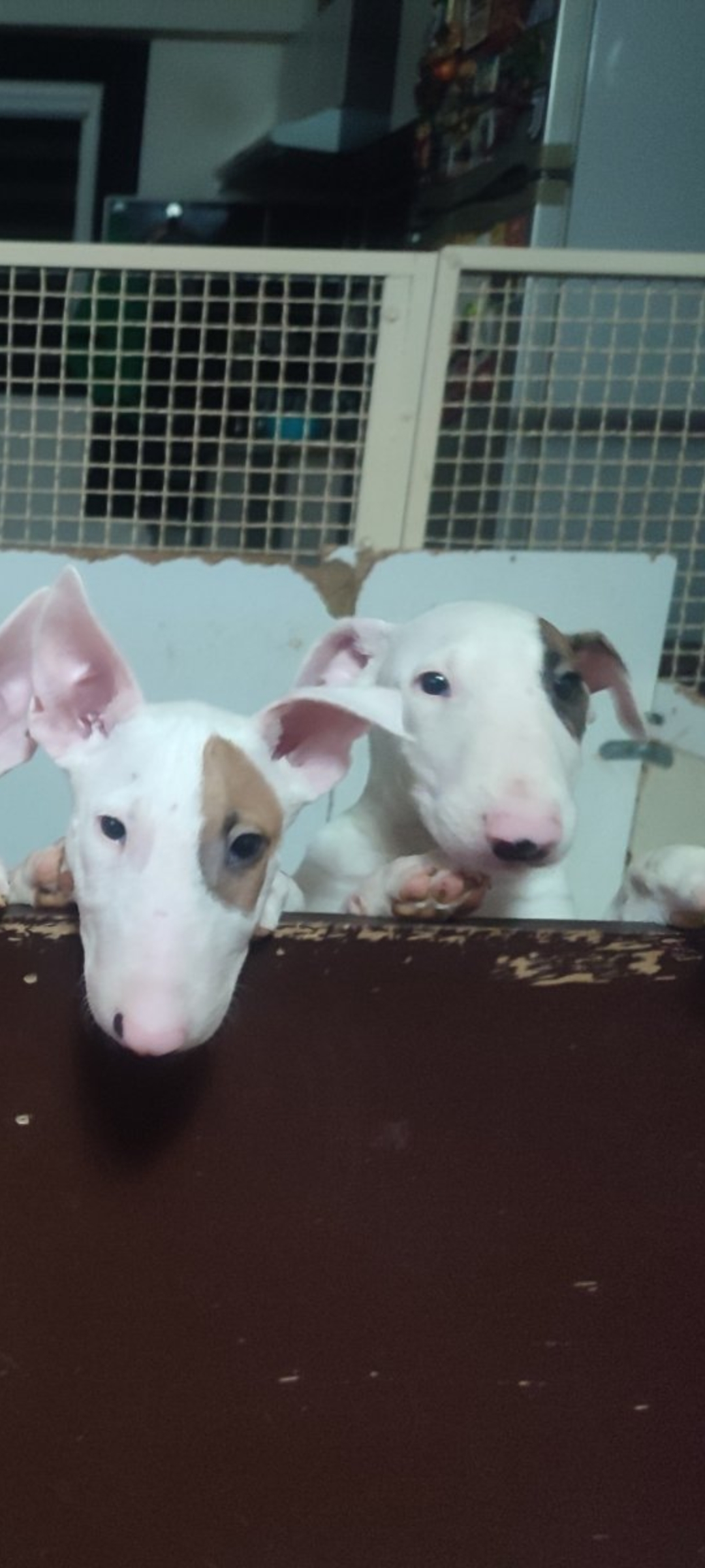 Se prodavaat kuchinja od rasata BULL TERRIER