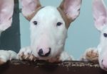 Se prodavaat kuchinja od rasata BULL TERRIER