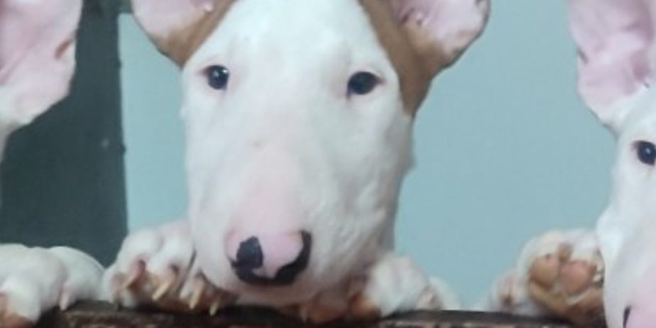 Se prodavaat kuchinja od rasata BULL TERRIER