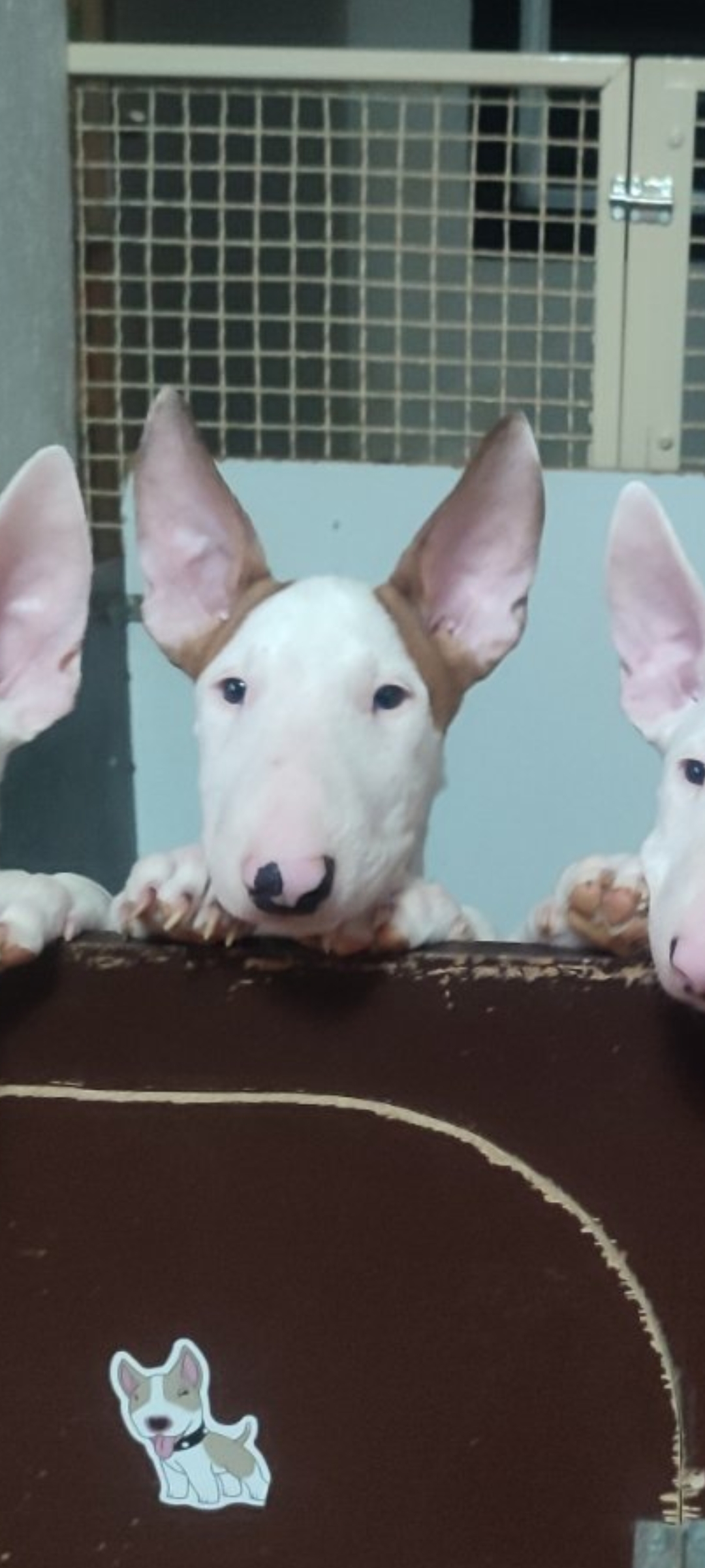 Se prodavaat kuchinja od rasata BULL TERRIER