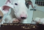 Se prodavaat kuchinja od rasata BULL TERRIER
