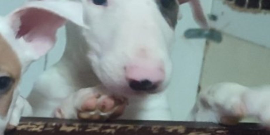 Se prodavaat kuchinja od rasata BULL TERRIER