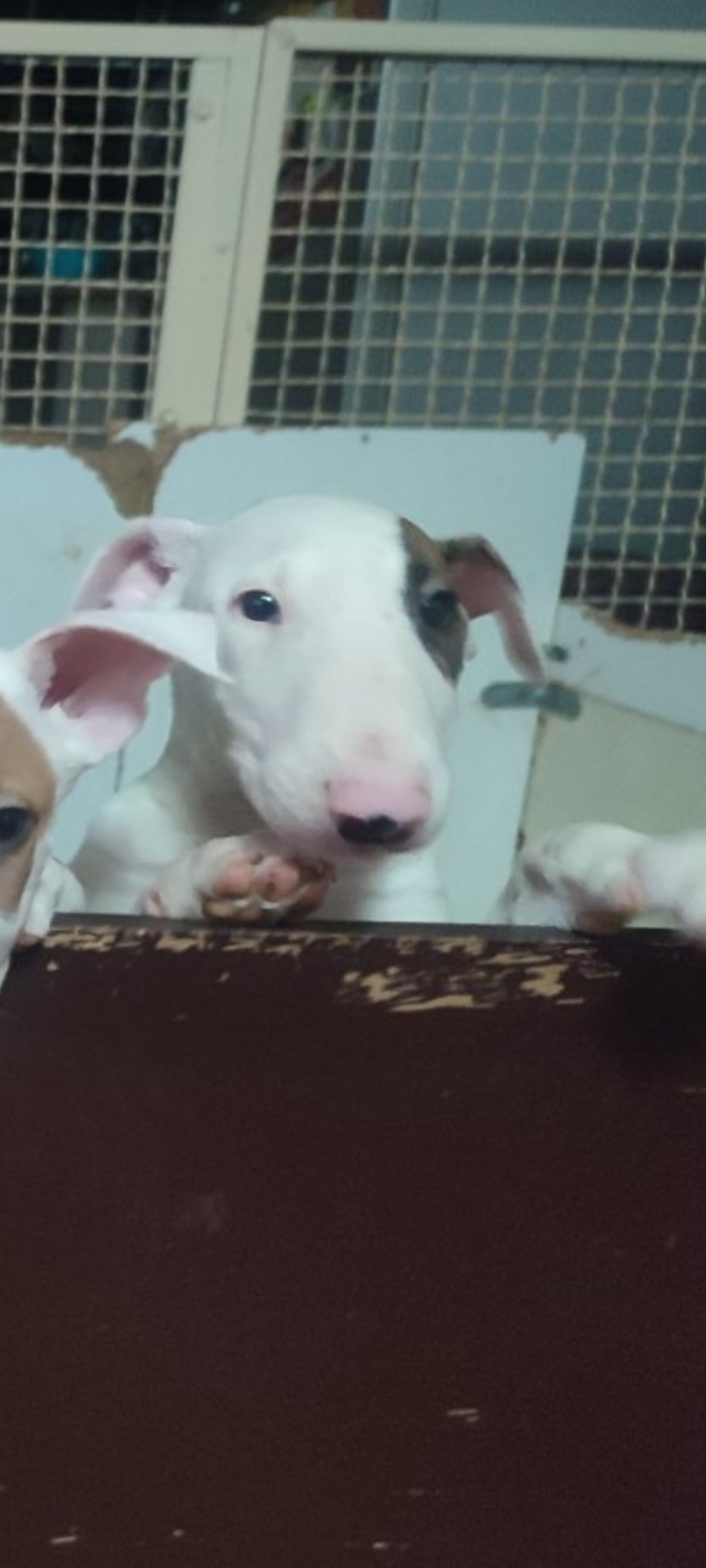 Se prodavaat kuchinja od rasata BULL TERRIER