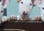 Se prodavaat kuchinja od rasata BULL TERRIER