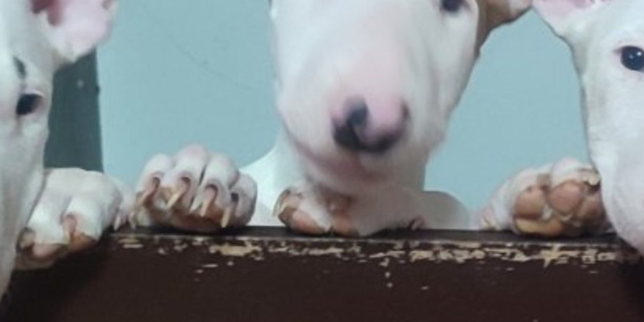 Se prodavaat kuchinja od rasata BULL TERRIER
