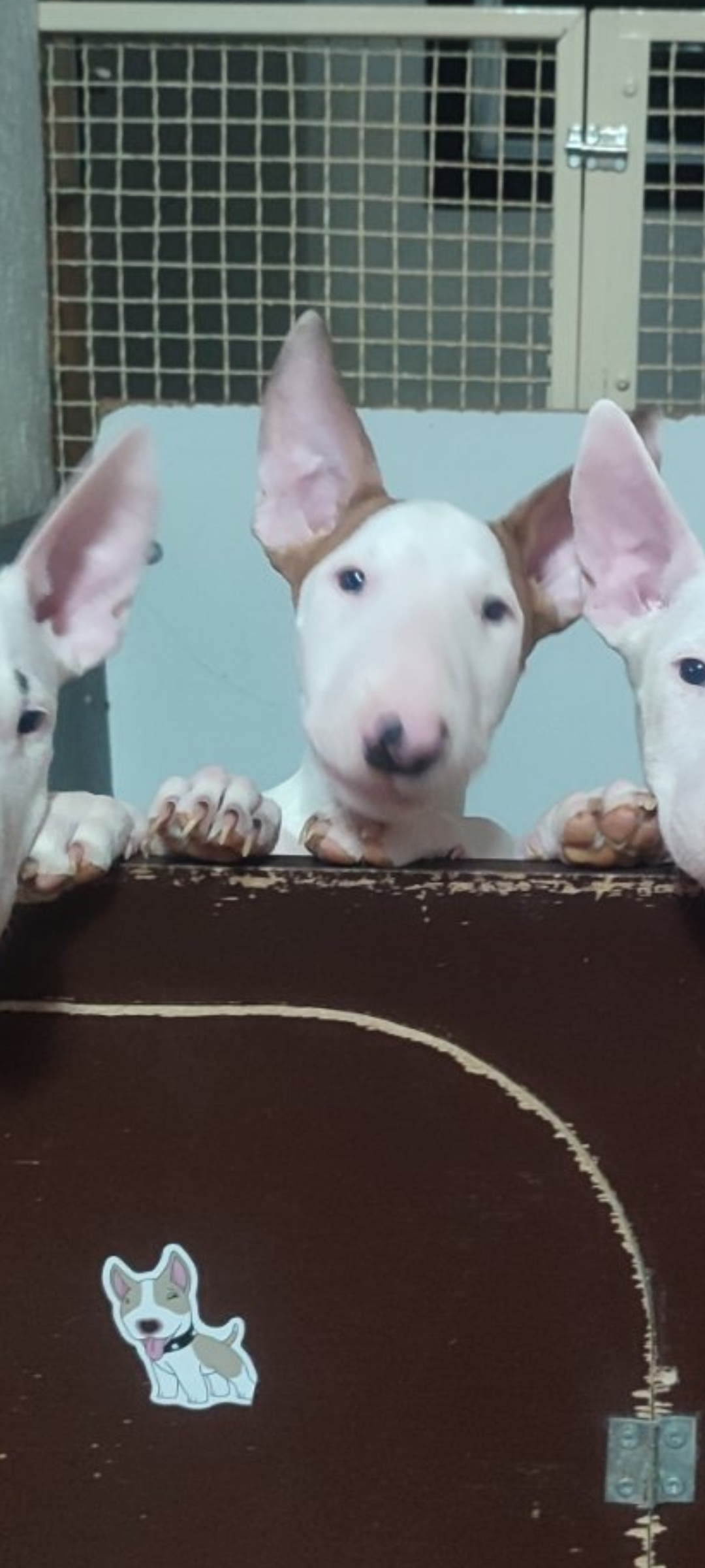 Se prodavaat kuchinja od rasata BULL TERRIER