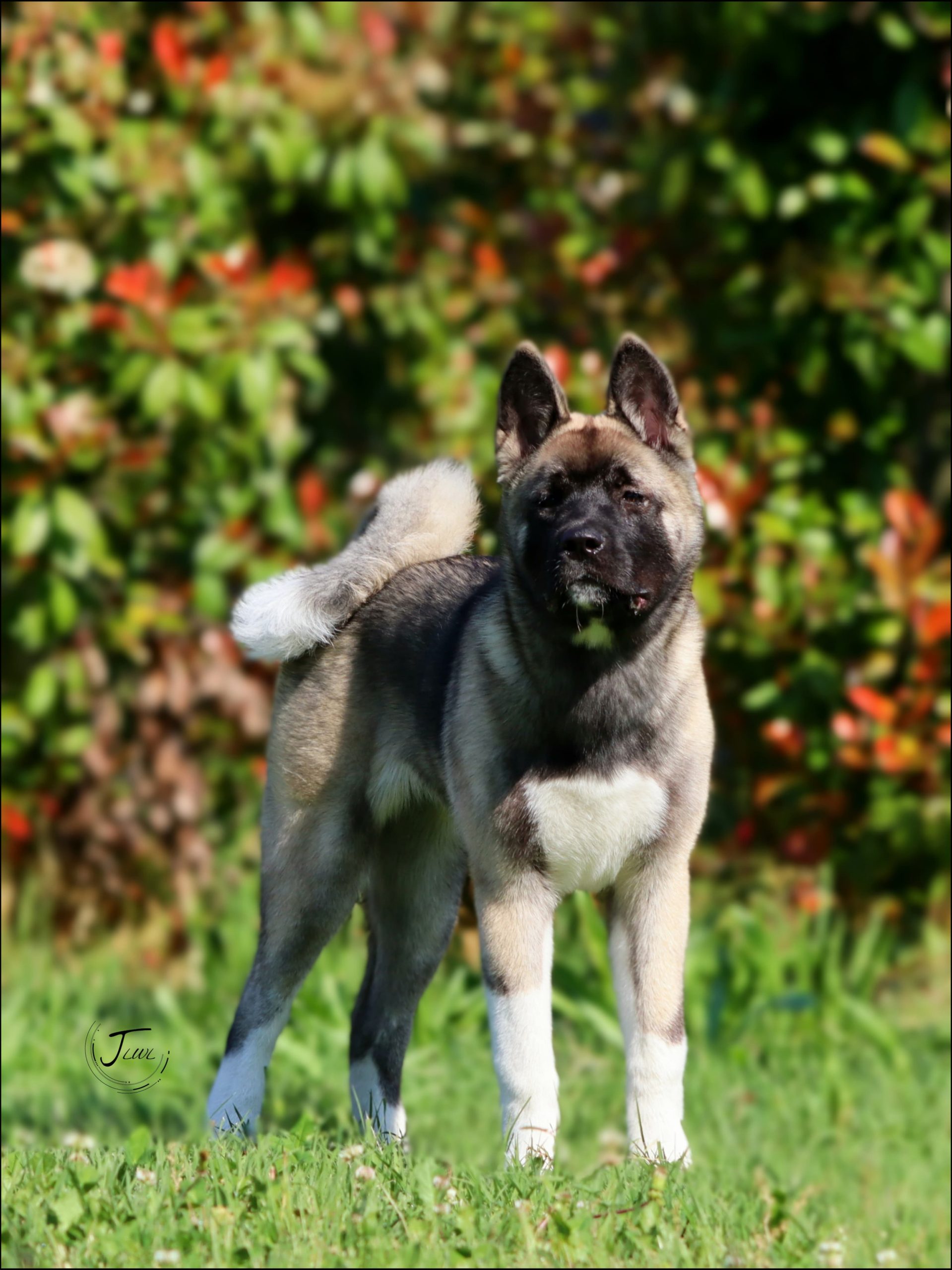 Американска Акита Женка – 5 Месеци, Подготвена за Нов Дом