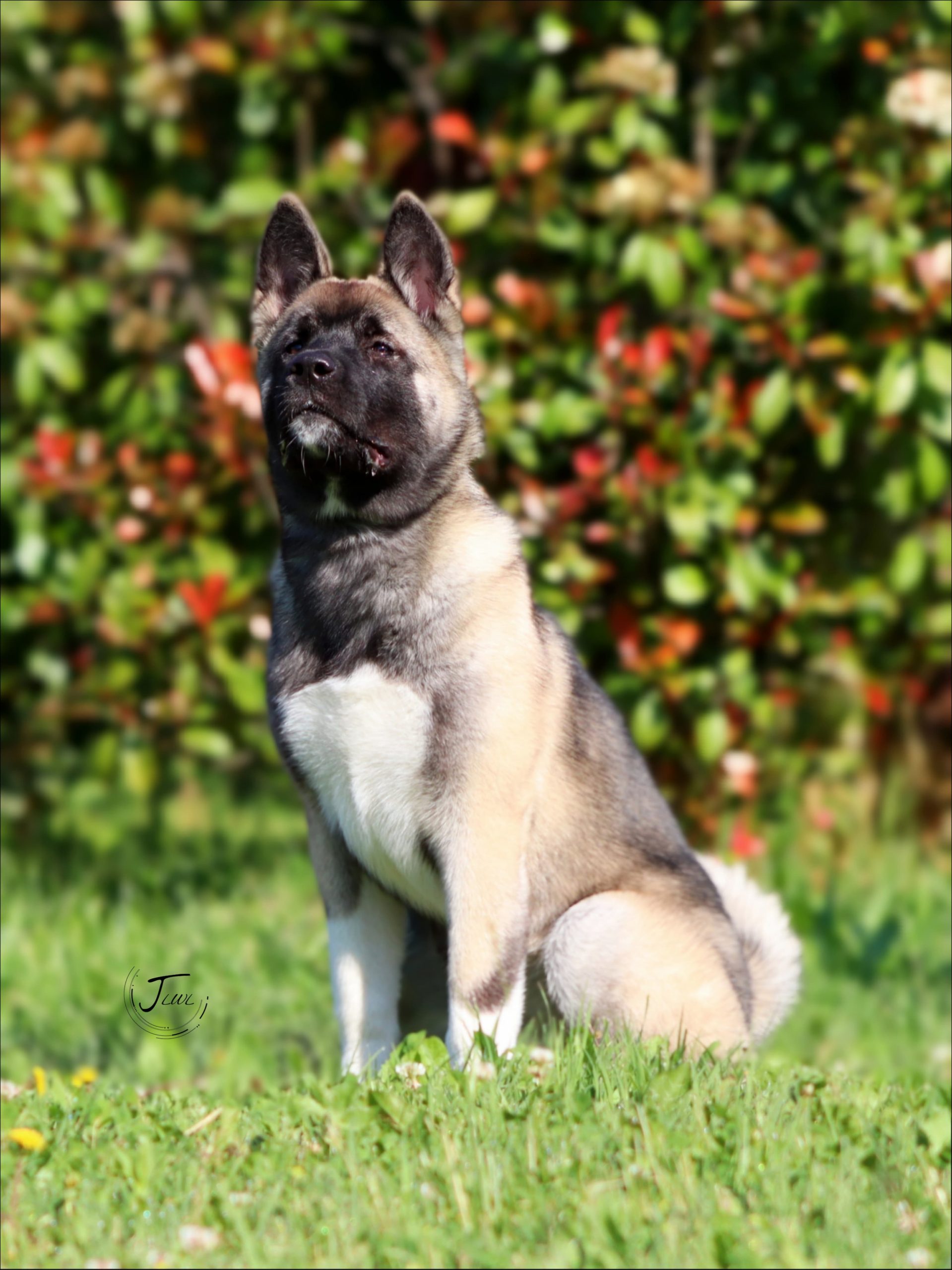 Американска Акита Женка – 5 Месеци, Подготвена за Нов Дом