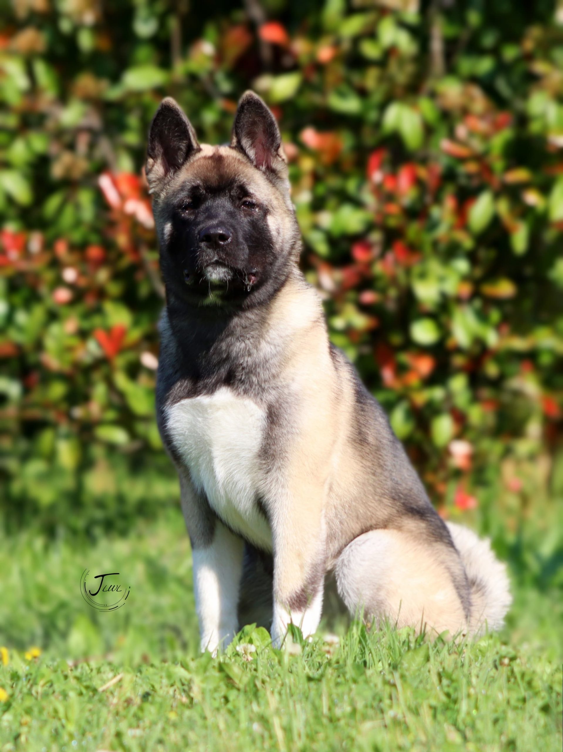 Американска Акита Женка – 5 Месеци, Подготвена за Нов Дом