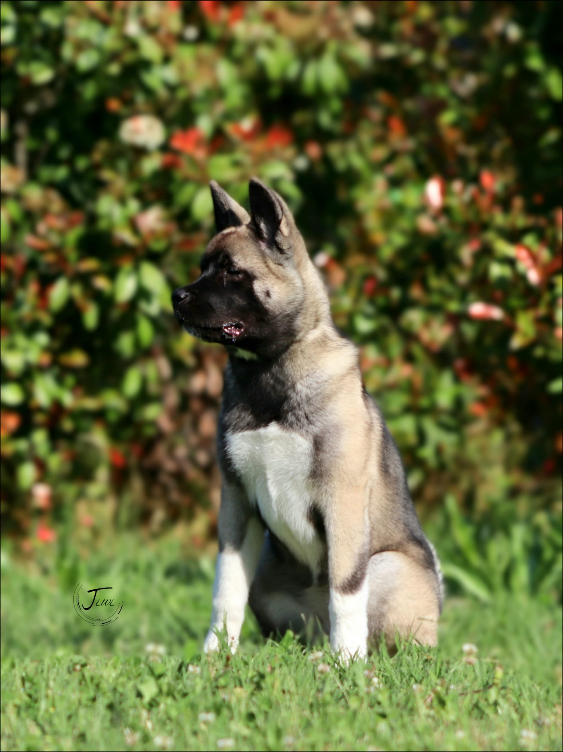 Американска Акита Женка – 5 Месеци, Подготвена за Нов Дом