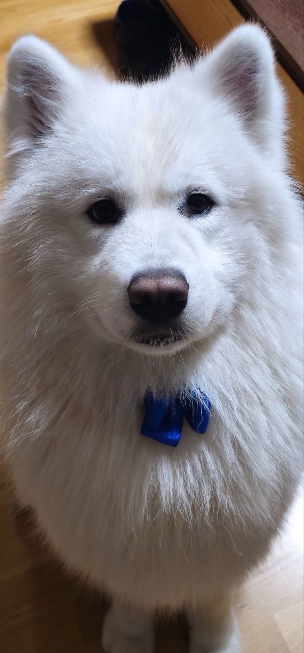 Бараме женка Самојед за парење