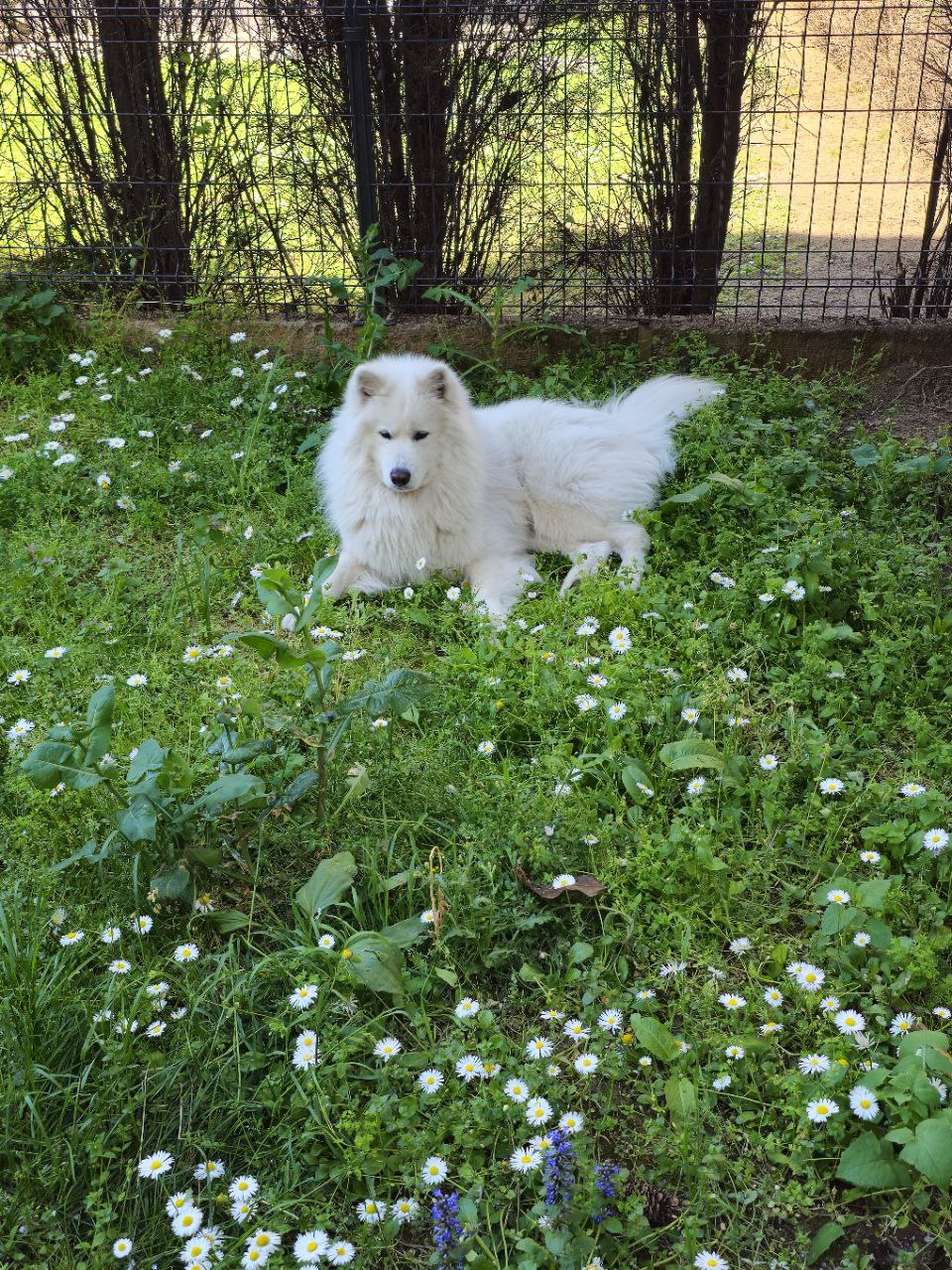 Бараме женка Самојед за парење