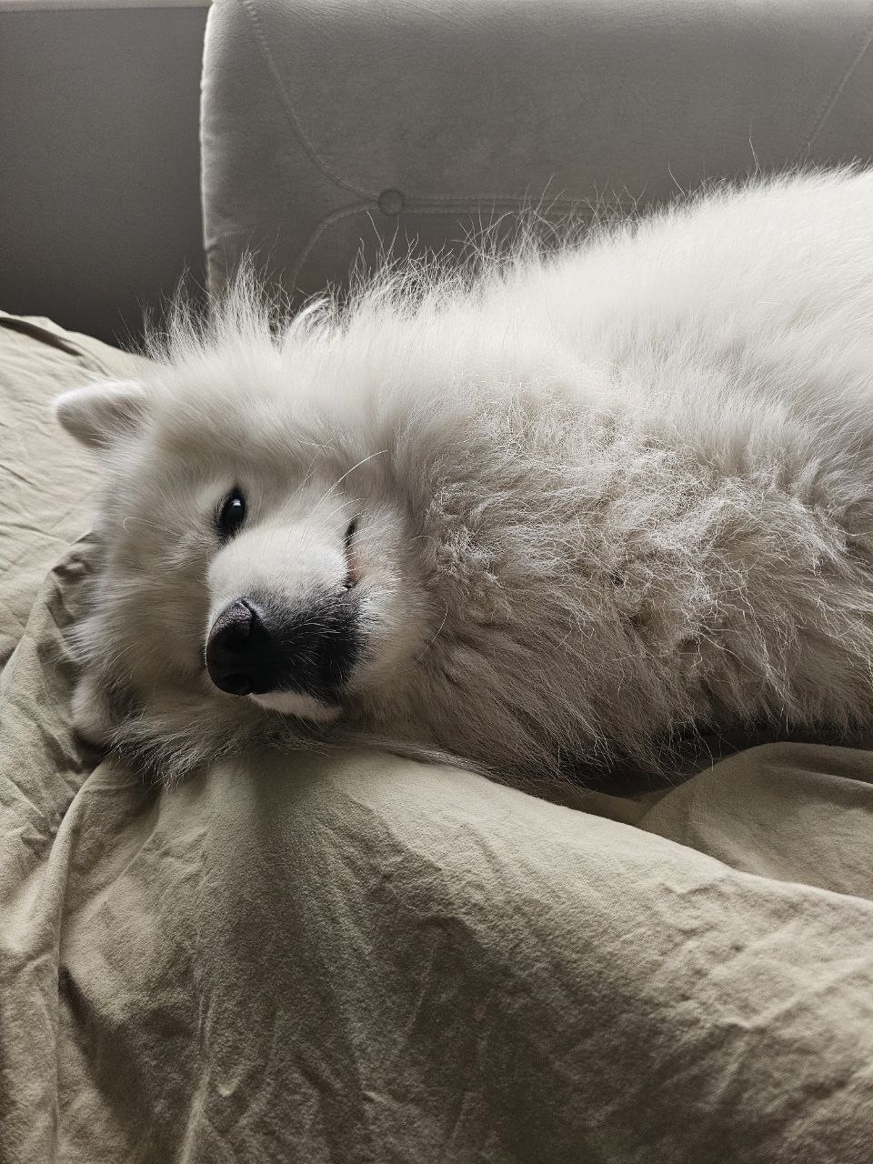 Бараме женка Самојед за парење