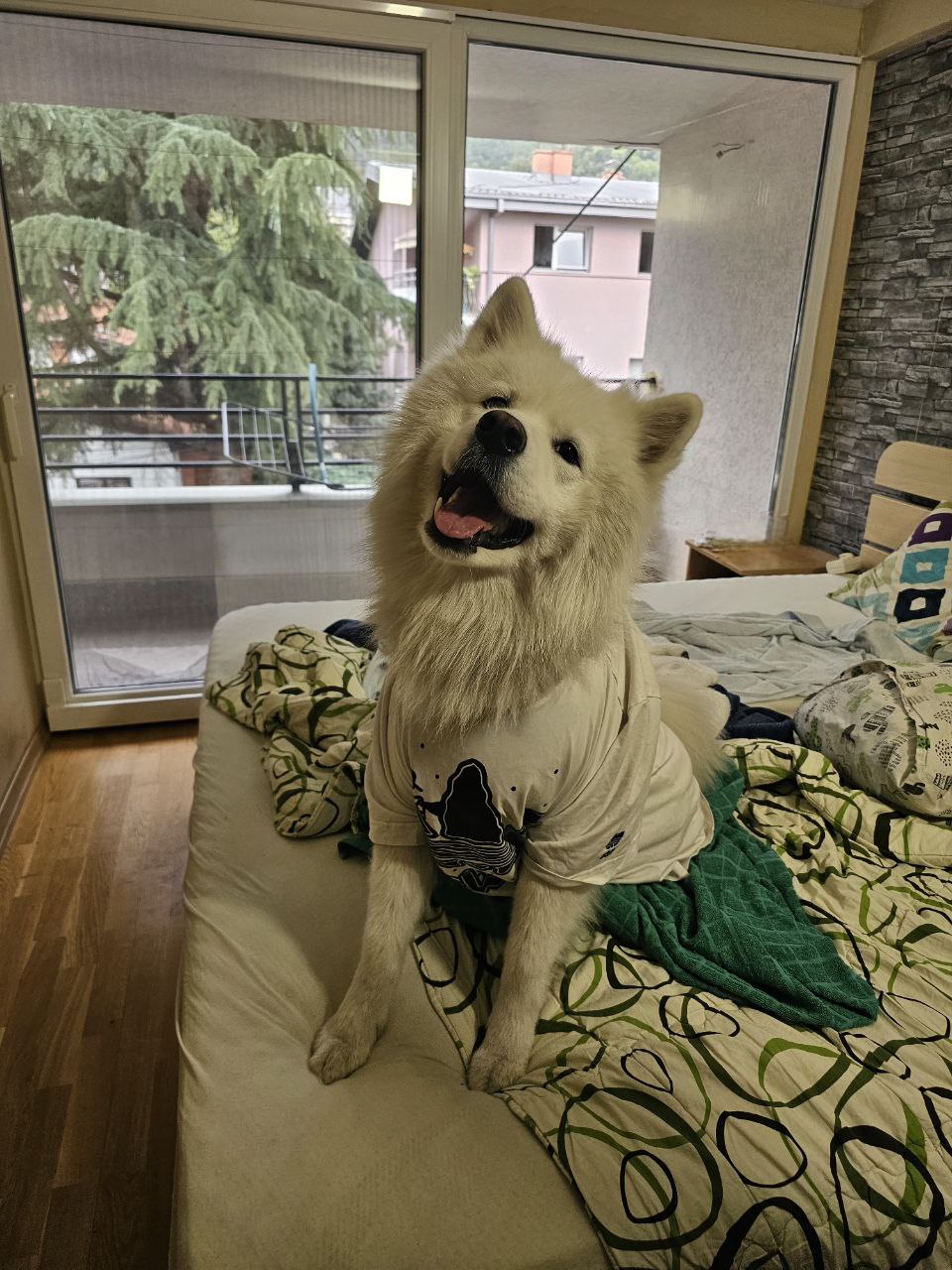 Бараме женка Самојед за парење