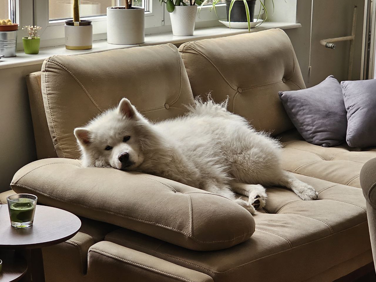 Бараме женка Самојед за парење