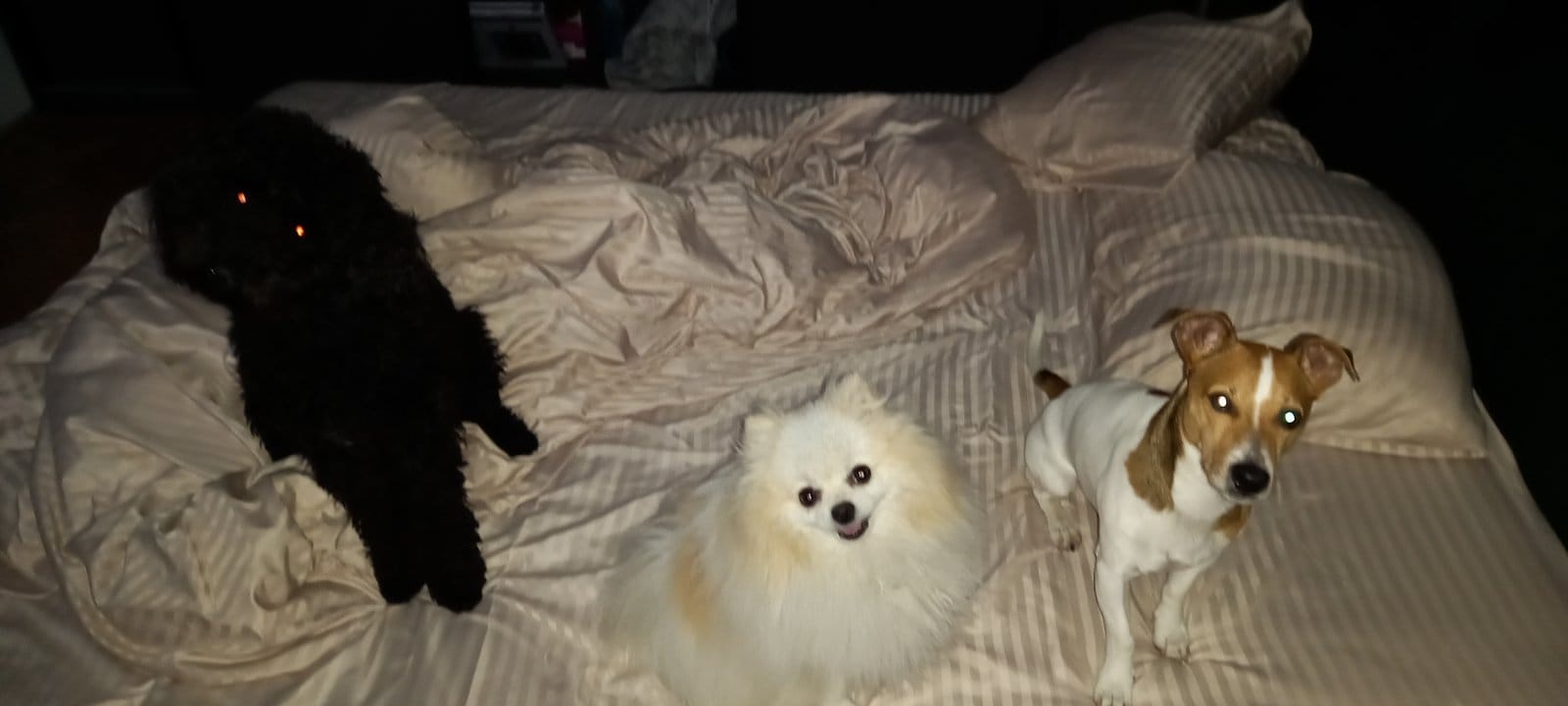 Хотел и грижа за миленици